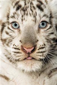 Baby Tiger Notebook