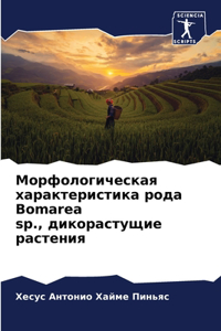 Морфологическая характеристика рода Bomarea sp., &