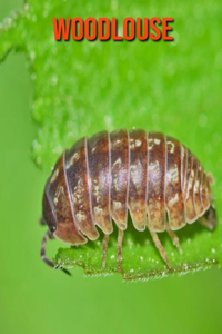 Woodlouse