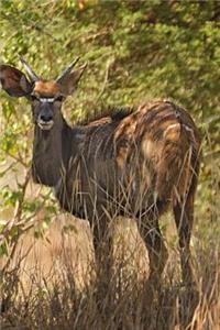 Nyala Antelope Journal