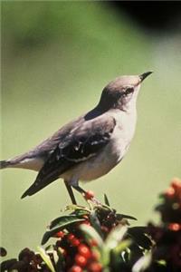 Tennessee State Bird - Northern Mockingbird Journal