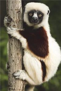 Verreaux's Sifaka Lemur in Madagascar Journal