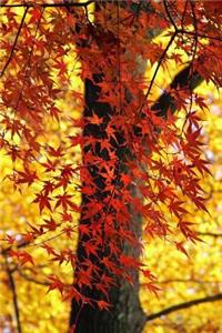 Orange and Yellow Leaves in the Forest in Autumn Journal