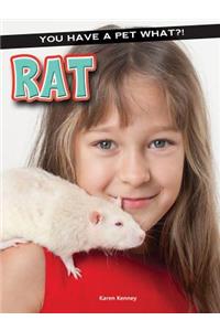 Rat