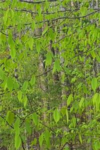 2020 Weekly Planner Spring Leaves Forest 134 Pages