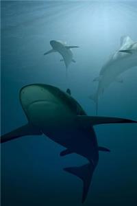 Sharks are in the Water Journal