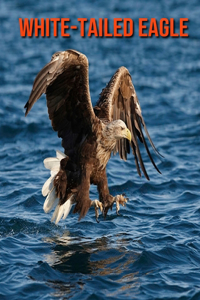 White-Tailed Eagle