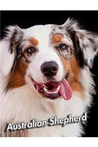 Australian Shepherd
