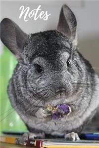 Chinchilla Notebook