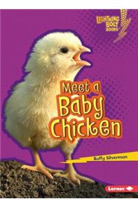 Meet a Baby Chicken