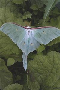 Luna Moth Journal