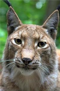 Lynx Animal Journal