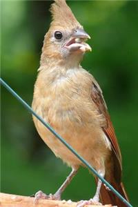 Female Northern Cardinal Bird Journal