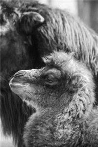 Baby Camel Journal