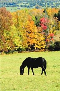 Journal Grazing Black Horses In Autumn Equine