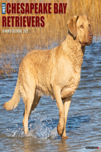 Just Chesapeake Bay Retrievers 2023 Wall Calendar