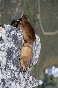 Cute Pair of Procavia Capensis Cape Hyrax Sunning on a Rock Cliff Journal