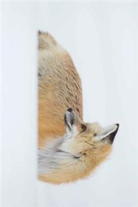 Red Fox Looking Back in the White Snow Journal