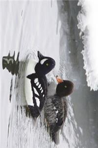 Barrow's Goldeneye Duck Male and Female Journal in Winter Journal