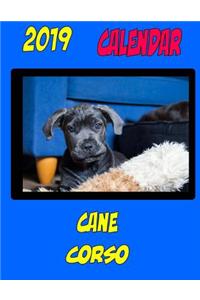 2019 Calendar Cane Corso
