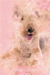 Lakeland Terrier