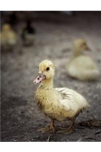 Duckling Notebook