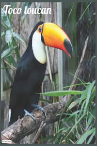 Toco Toucan 2021 Wall Calendar