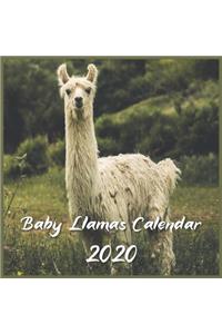 Baby Llamas Calendar 2020