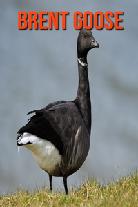 Brent Goose