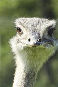 Greater Rhea Bird Portrait Journal