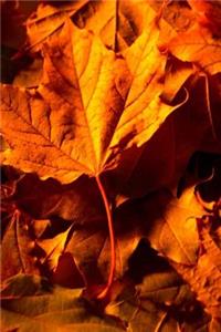 Journal Fall Leaves Ground
