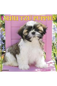 Just Shih Tzu Puppies 2019 Wall Calendar (Dog Breed Calendar)