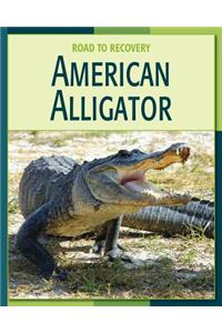 American Alligator