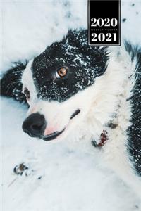 Border Collie Dog Calendar Week Planner 2020 / 2021 - Lying in the Snow