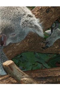 Koala Bear