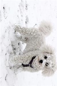 Bichon Frise Dog with a Face Full of Snow Journal