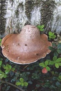Polypore at the Base of a Birch Tree Journal
