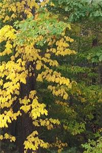 2019 Weekly Planner Fall Colors Leaves Turning 134 Pages