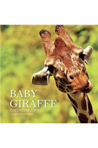 Baby Giraffe Calendar 2019