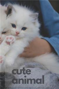 Cute Animal