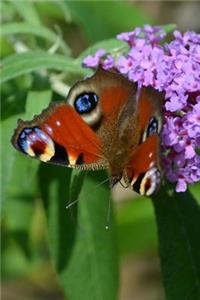 Aglais Io European Peacock Butterfly Journal