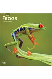 Frogs 2020 Square