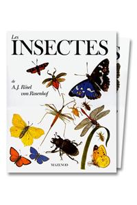 Insectes