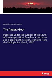 Angora Goat