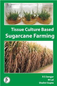 Tissue Culture Based Sugarcane Farming