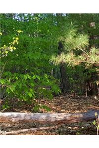 School Composition Book Springtime Woods Path