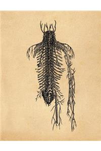 Anatomy Notebook