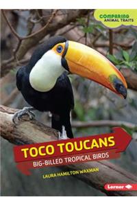 Toco Toucans