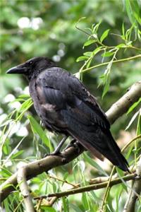 Raven Bird Journal