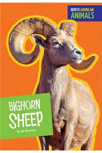 Bighorn Sheep